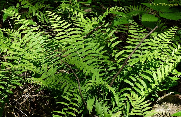 {Homalosorus pycnocarpos}